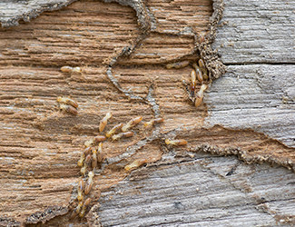 Termite in wood