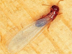 Termite