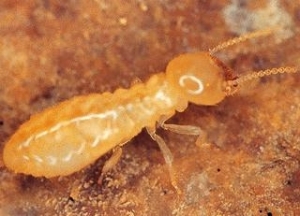 Termite Worker