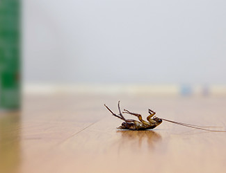 Cockroach on the floor