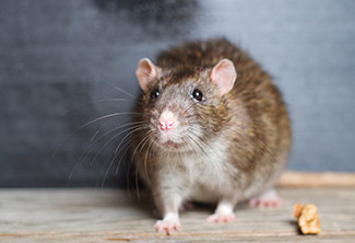 Rodent Control Central FL: Humane & Safe Removal | Pest Eliminators Inc. - rat2