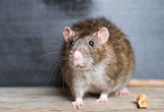 Rodent Control: Rodent Removal & Exclusion in Southwest FL